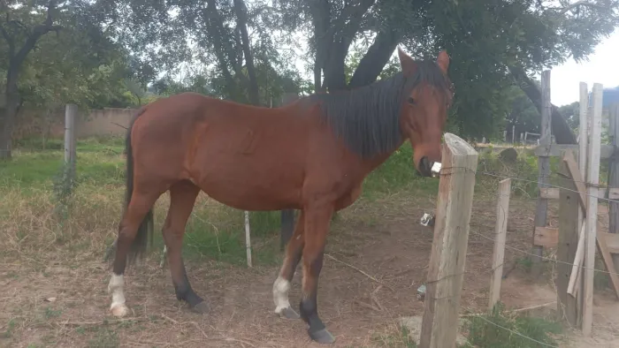 Vendo ou troco cavalo
