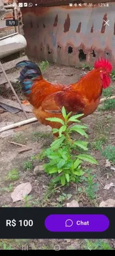Procuro pesadão vermelho