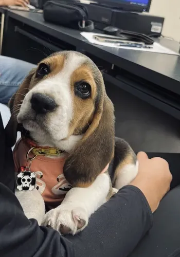 Beagle Um pet que pode surpreender na sua busca