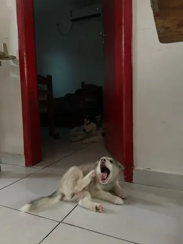 Husky