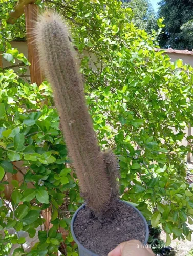 Cacto Colunar 34cm @green_cactos