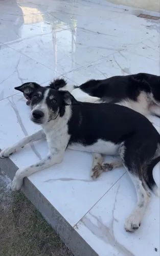 Cachorro para adoção