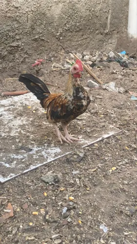 Vendo galo filhote raça chinês