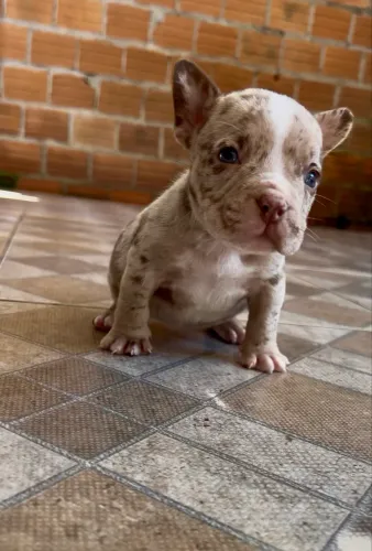 American bully