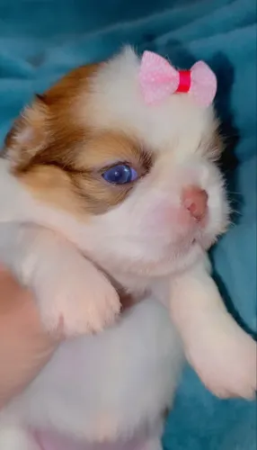 Shih Tzu fêmeas (Venda) @pets.encantados_