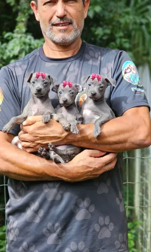 Galgo Italiano Macho e Femeas varias cores