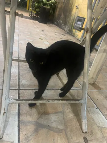 Gato adoção
