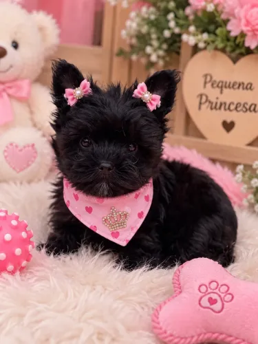 Yorkshire fêmea black! Micro bebezinha 