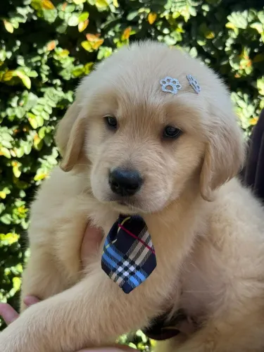 Filhotes de Golden Retrievers