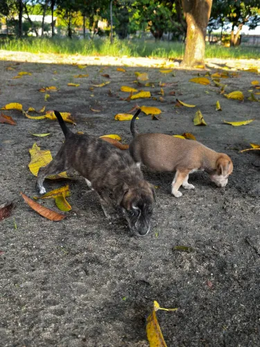 Doa-se cachorro