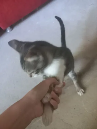 Doação de Gato Filhote.