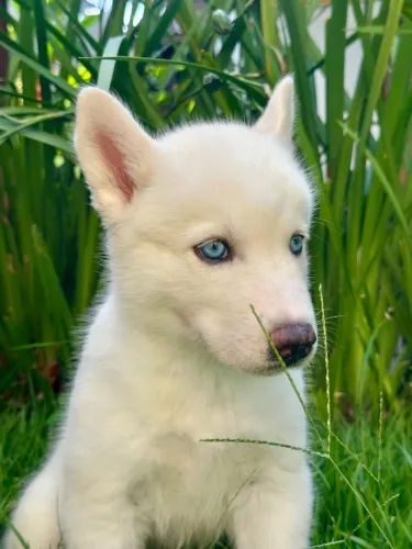 Husky Siberiano Branco Olhos Azuis - Vacinados - 45 Dias