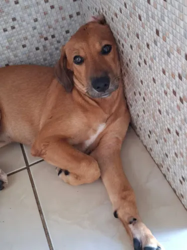 Adoção responsável desses cãezinhos 