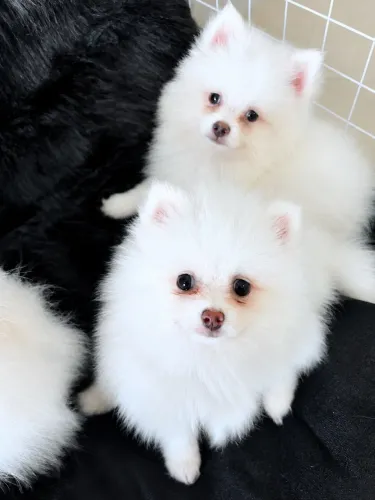 Spitz anão linhagem rara com pedigree!!!