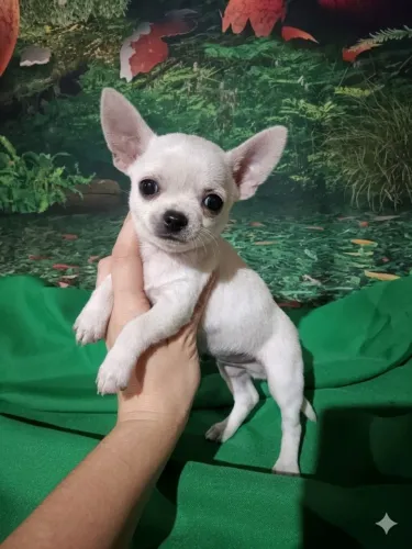 Chihuahua