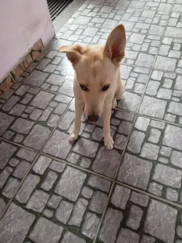 Doação labrador
