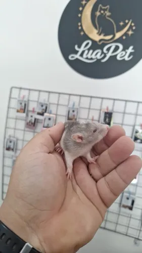 Rato twister (machos)
