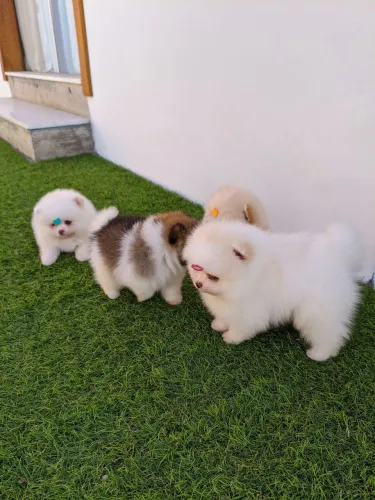 Lulu da Pomerânia