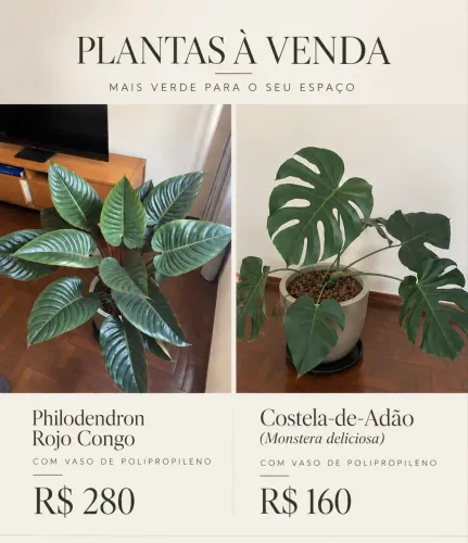 Plantas a venda