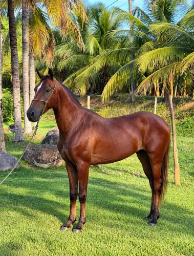 Cavalo Manga Larga Marchador Registrado
