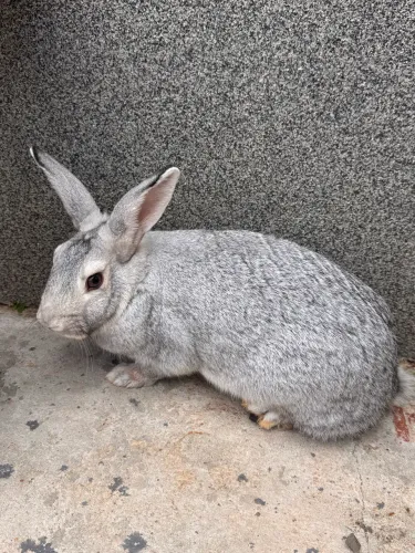 Coelha fêmea 8 meses