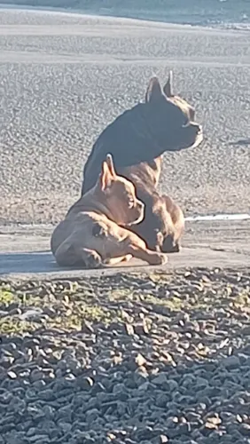 Cachorrinha Buldogue francês