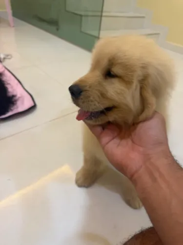 Lindos filhotes de golden retriever