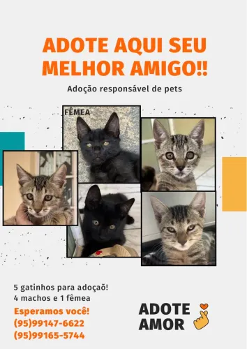 Adoção de gato