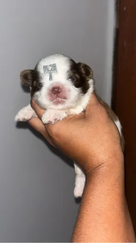 Shih tzu macho