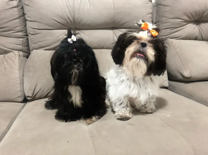 Shih tzu procura namorado 