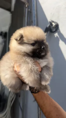 Lulu da pomerania