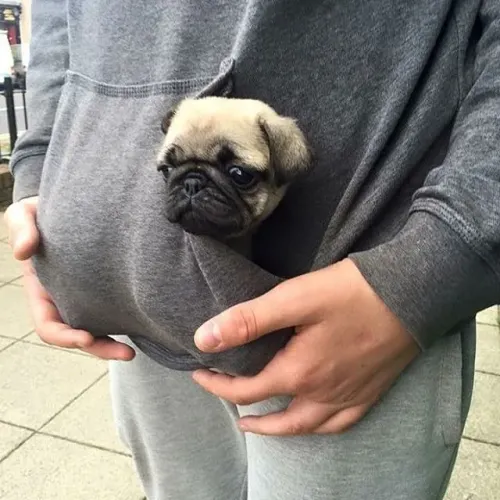 Pug A melhor companhia para qualquer momento