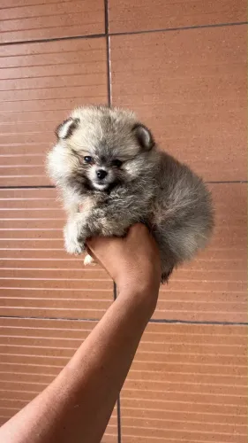 FÊMEA LULU DA POMERANIA 
