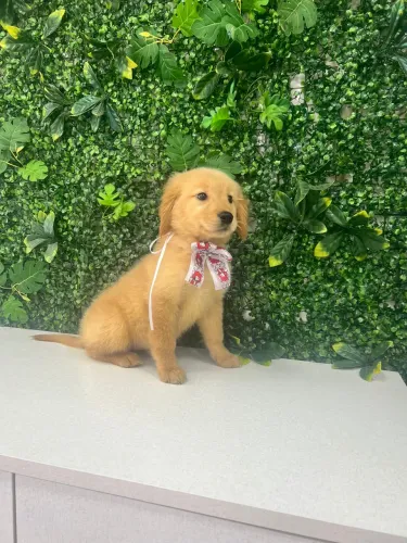 Filhote de Golden Retriever