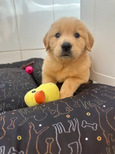 Golden Retrive