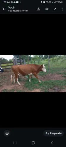 2 Novilha Jersey X seepol 