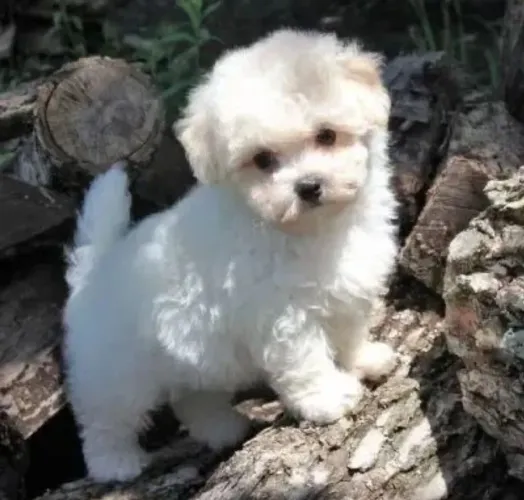 POODLE BRANCO TOYZINHO 1200
