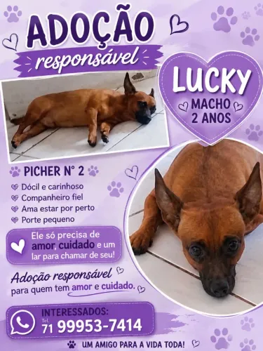 Adoção Picher n2