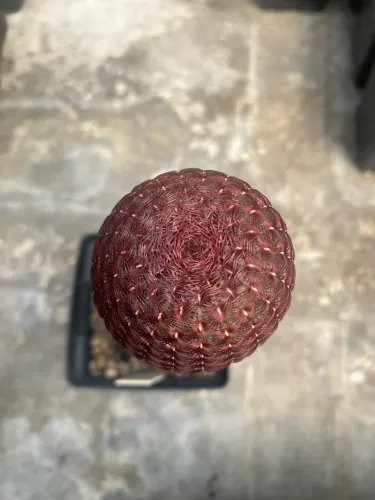 Cacto arco íris Echinocereus rigidissimus