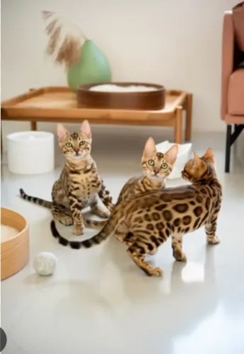 Bengal femea 