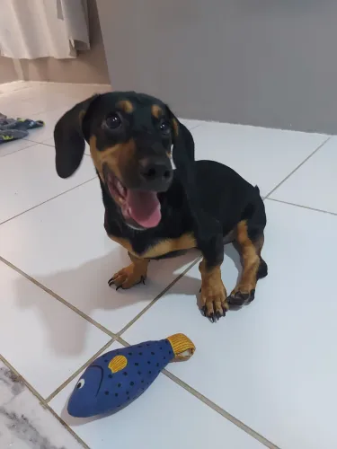 Vendo dachshund salsicha filhote 6 meses 