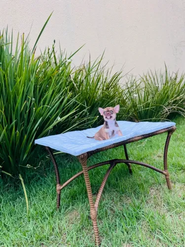 CHIHUAHUA MACHO