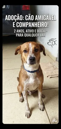 Doação Urgente: Cão Macho de 2 Anos