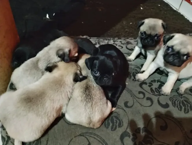 Filhotes de Pug