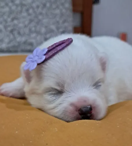 Lulu da pomerânia alto padrão