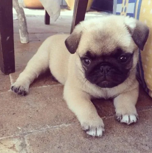 Pug Esse doguinho pode ser o detalhe que faltava na sua rotina