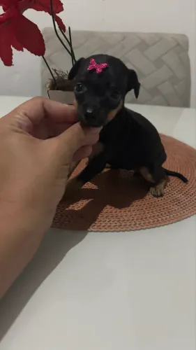 Pinscher macho e fêmea ENTREGA IMEDIATA 