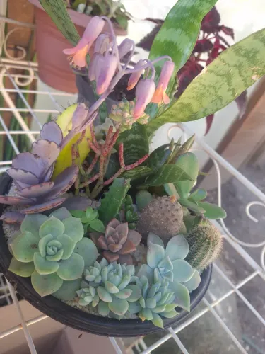 Mini Jardim