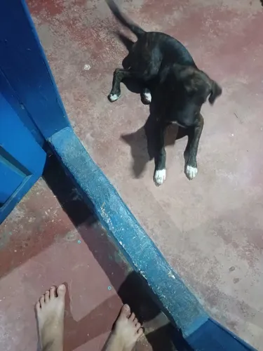 Cachorro