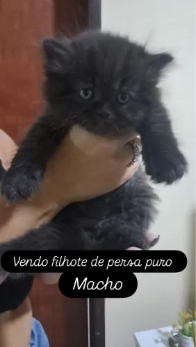 Gato persa 